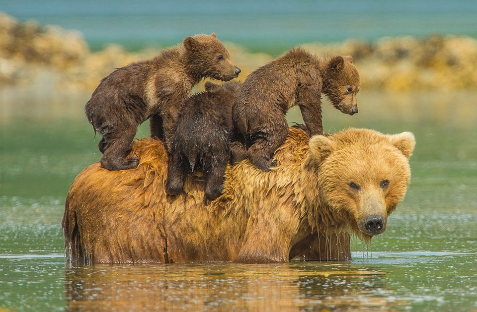 pet grizzly bear