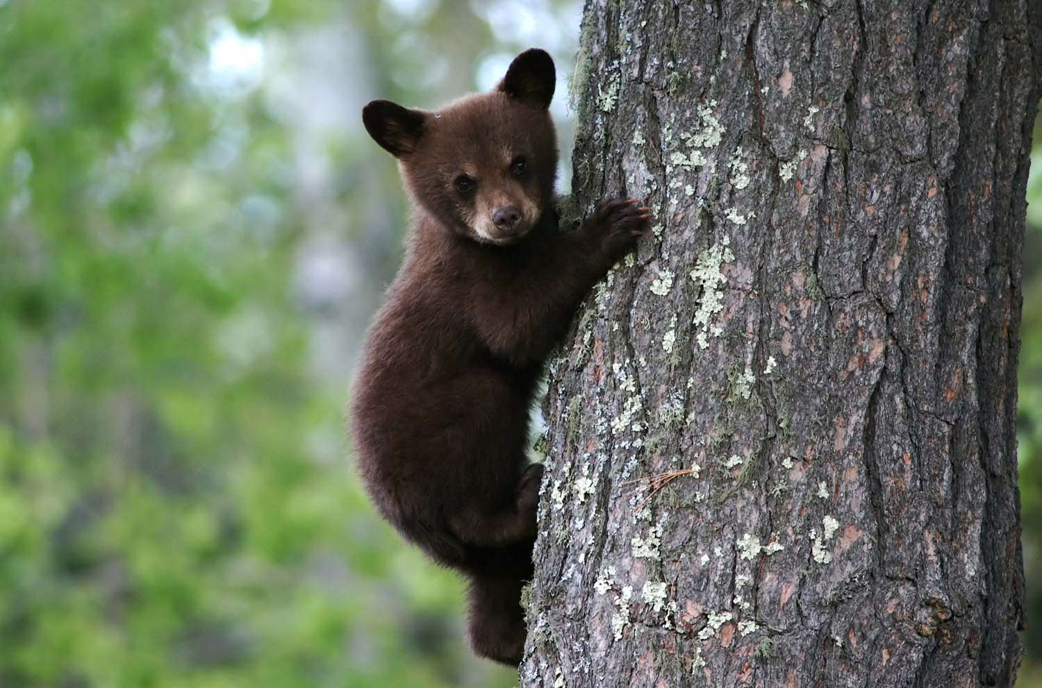New England Bears, Inc. - Baby Bears for Sale | Purchase Live Baby Bear  Cubs in New England - New Hampshire, Vermont, Maine, Massachusetts, Rhode  Island, Connecticut