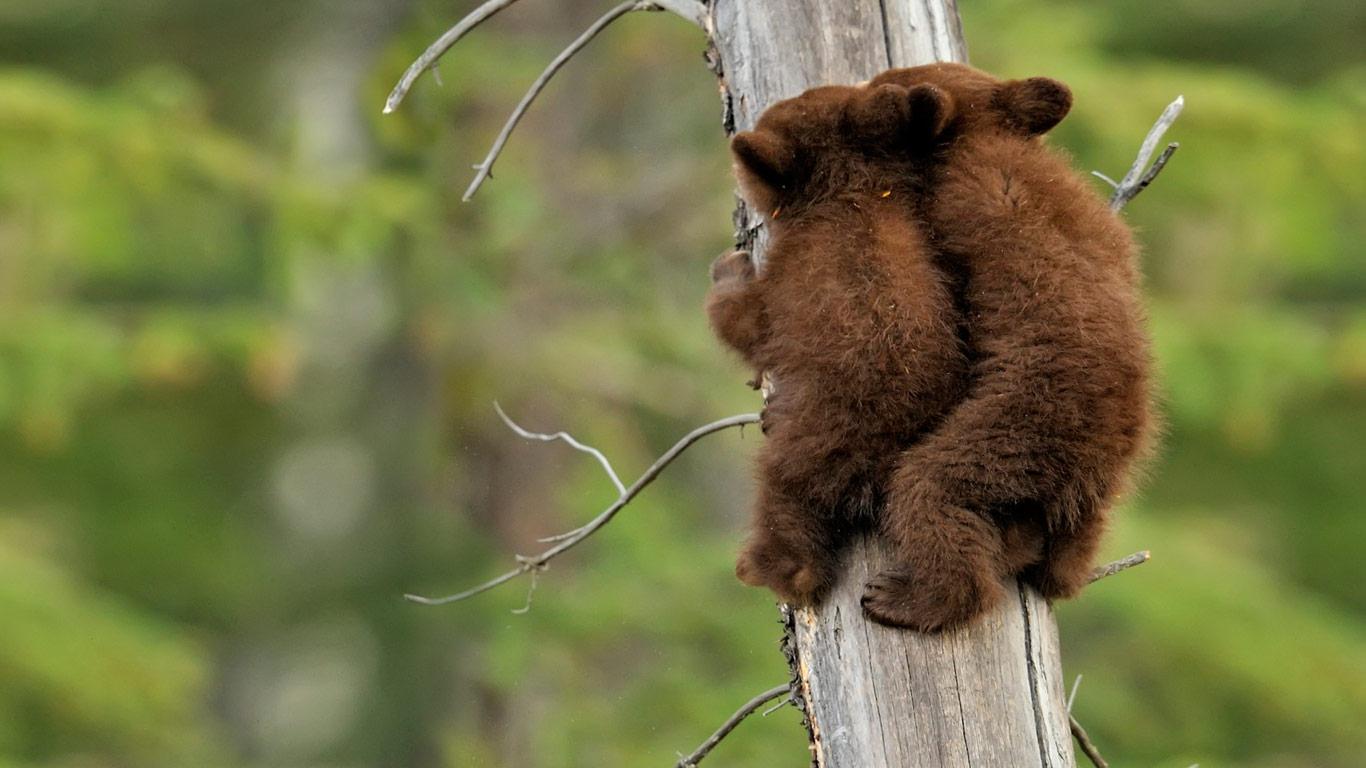 baby bear online